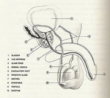 Tegningen viser frugtbarheds og samleje organerne og kanaler i det maskuline seksuelle
        apparat